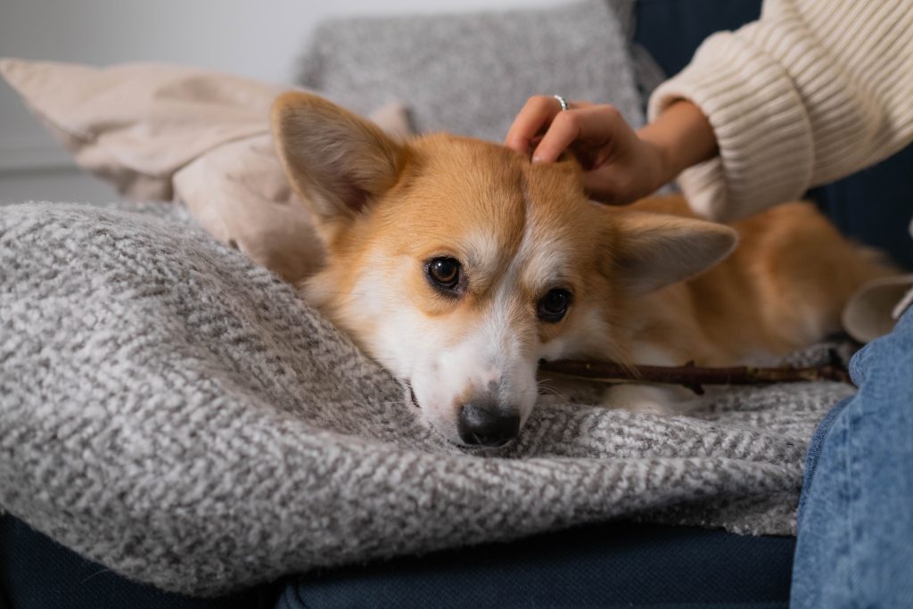 Problème locataire avec chien : quels sont tes droits ?