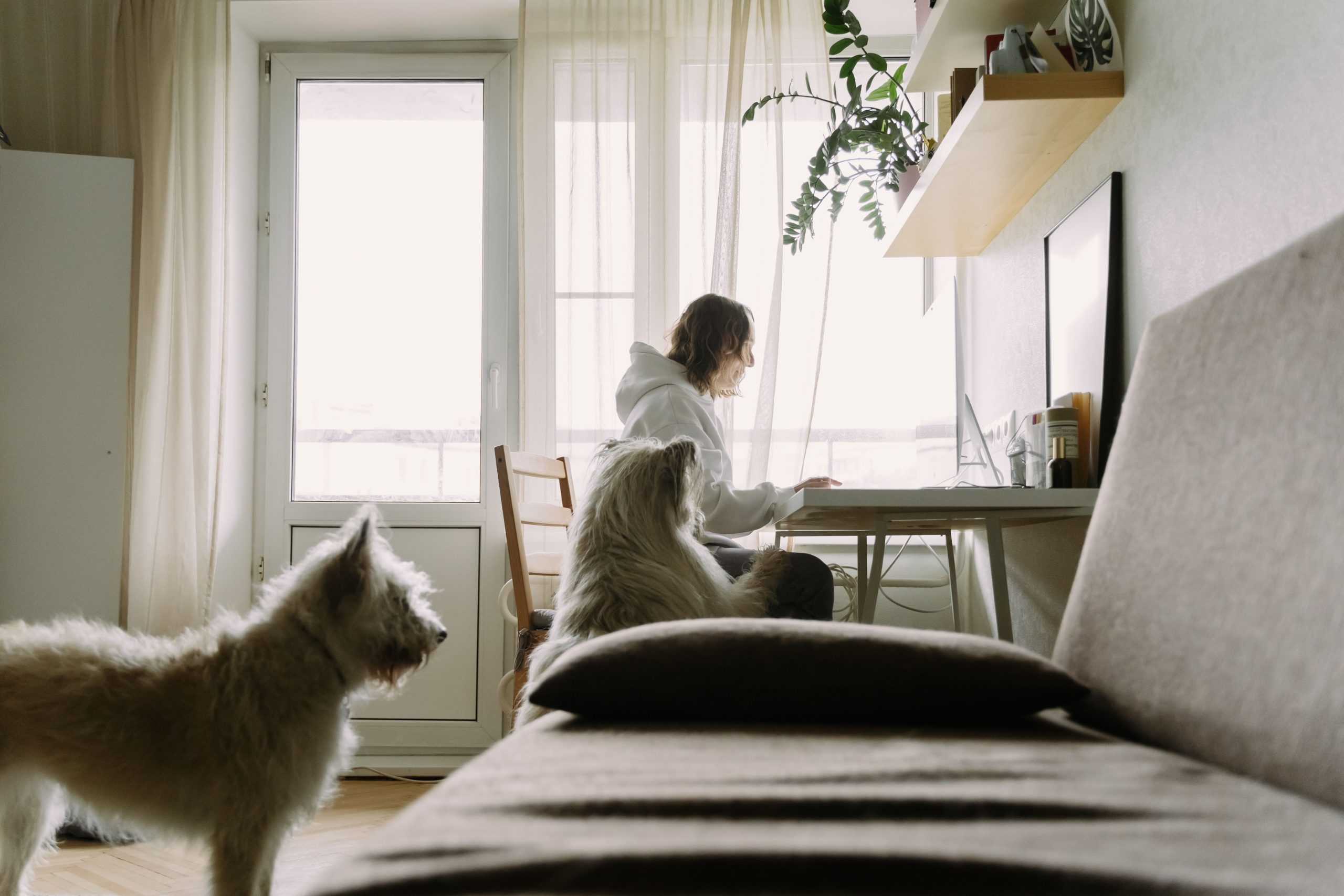 Femme travaillant à domicile avec ses deux chiens