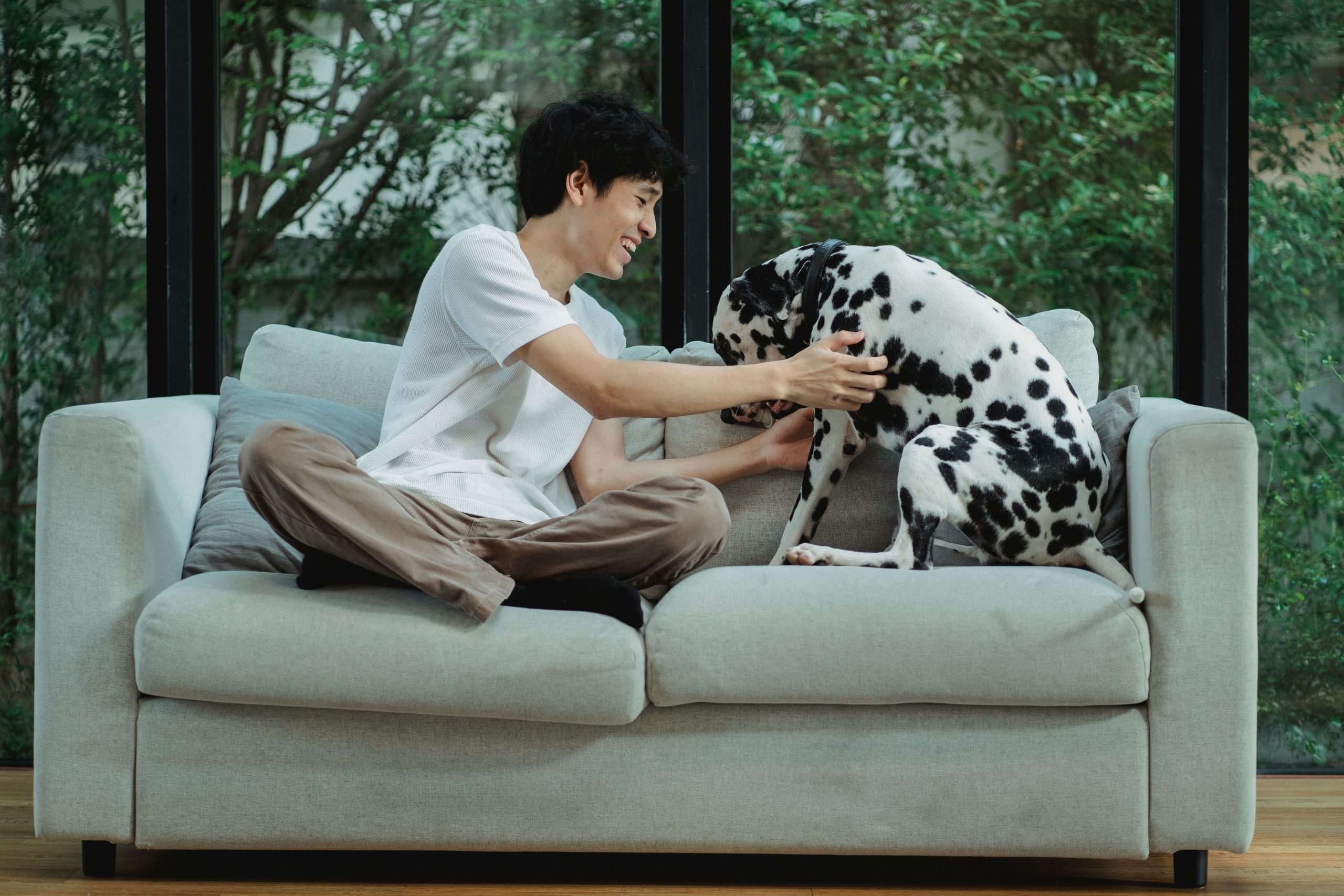 Homme jouant avec son chien Dalmatien sur canapé